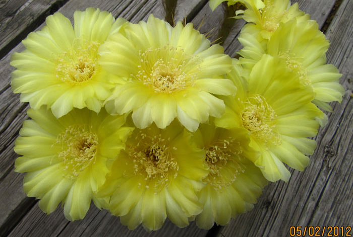 Echinopsis leucomalla in full bloom